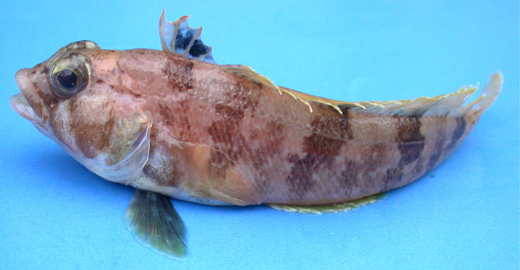 A Neighborhood of Ice Nests
