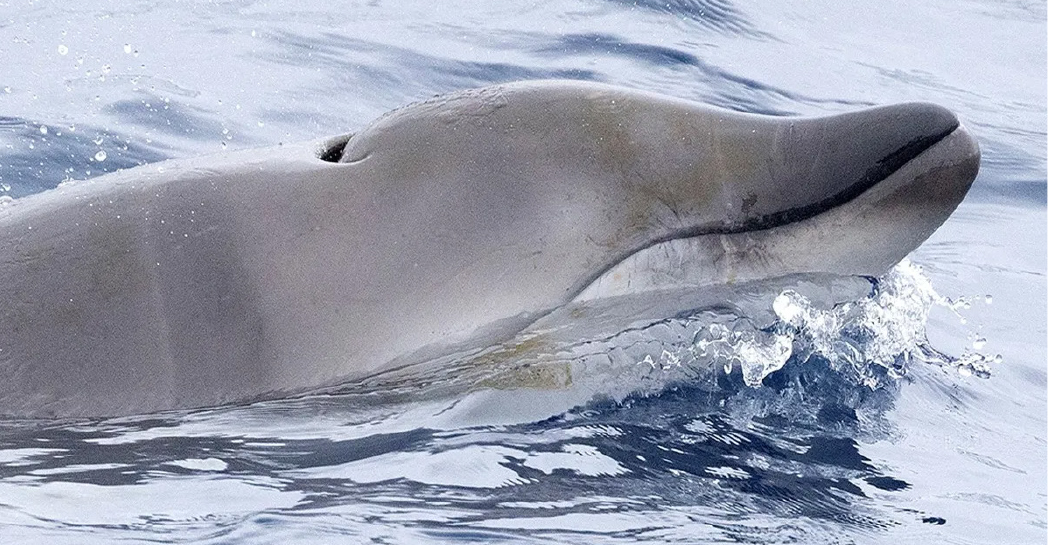 Finding an Especially Elusive Whale