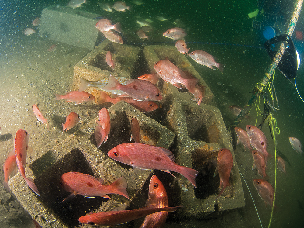 35 Years in the Making - The Texas Artificial Reef Program