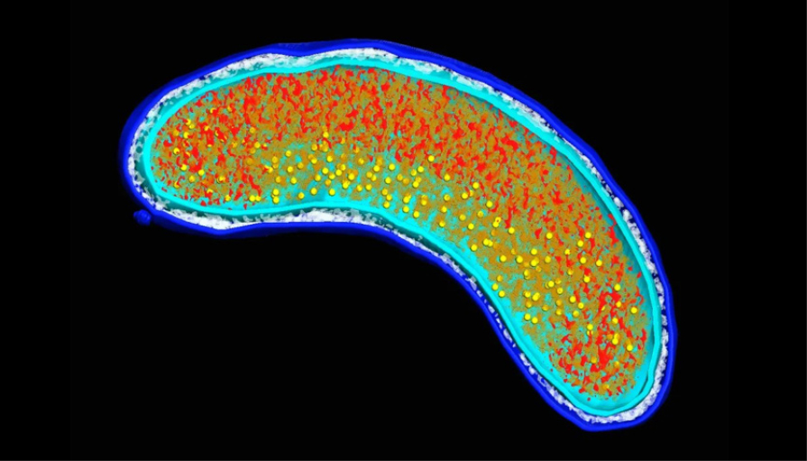 When a Survival Strategy Backfires