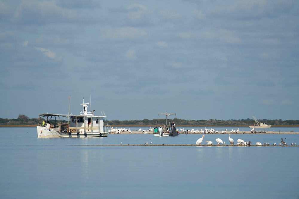 Building Upon Success: Oyster License Buyback Efforts Continue in 2026