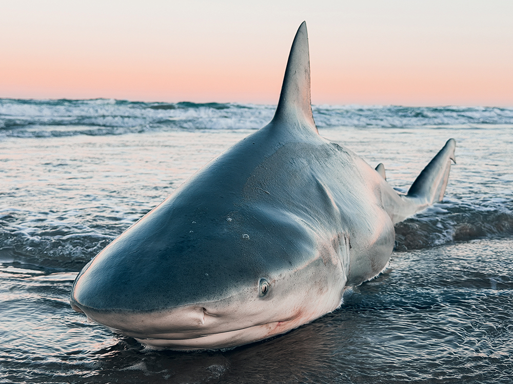 The Current State of Land-Based Sharking