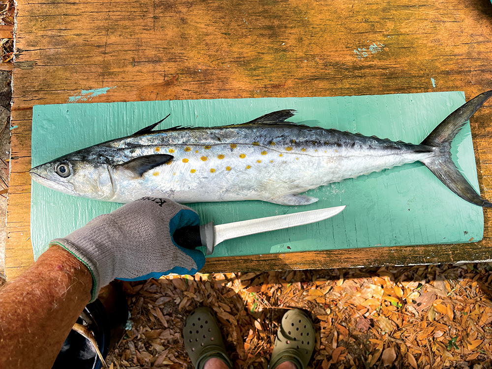 Musings from the Fish Cleaning Table