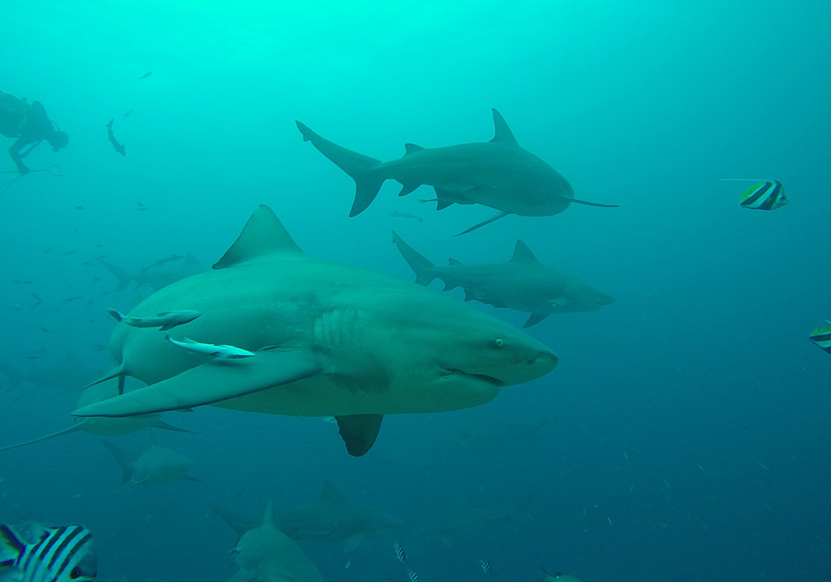 The Surprising Social Lives of Bull Sharks