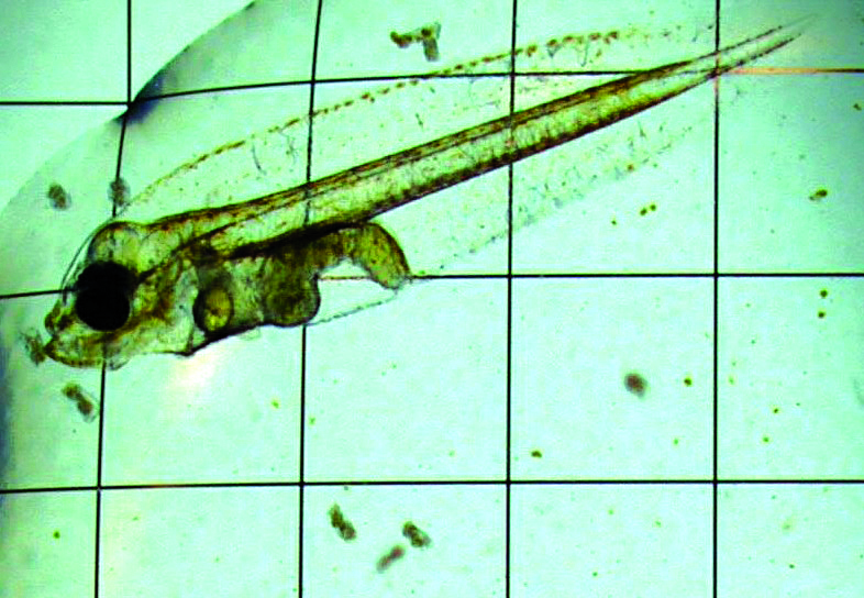 Plankton to Predator: Inside the Hatchery Effort to Restore Southern Flounder