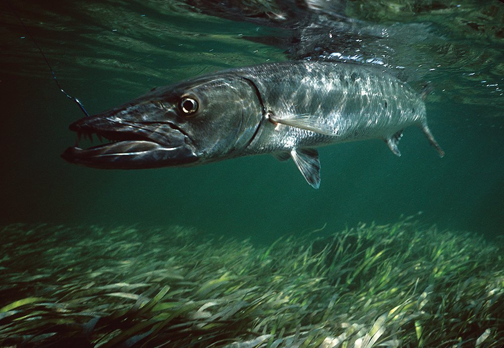 Swimming with the Fish
