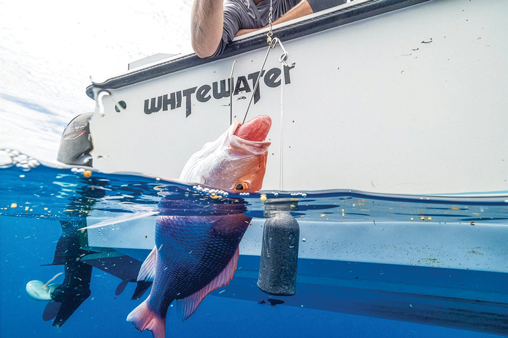 Better Data for Better Management: Anglers Can Help Improve the Red Snapper Fishery