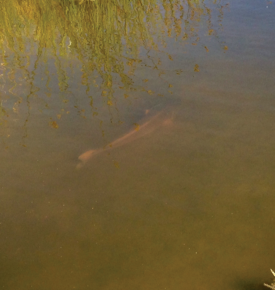Look close; there’s a redfish in that tea-stained water. Freshwater Inflow Ensures the Health of Our Estuaries