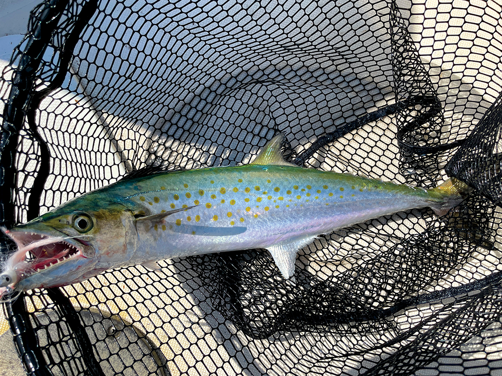 Nice Spanish mackerel (with black dorsal fin) in the net, victim of a jig found at Bass Pro Shop. Feather Jigs