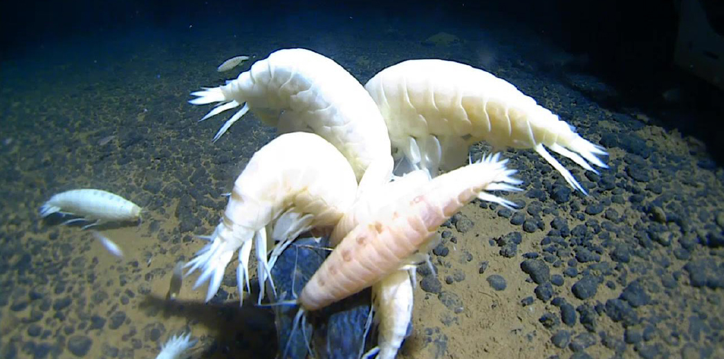 The world’s largest amphipod, Alicella gigantea, feeding at the
bottom of the Pacific Ocean. Credit: Alan Jamieson, CC BY-SA 4.0 The Not-So-Rare Giant Crustacean