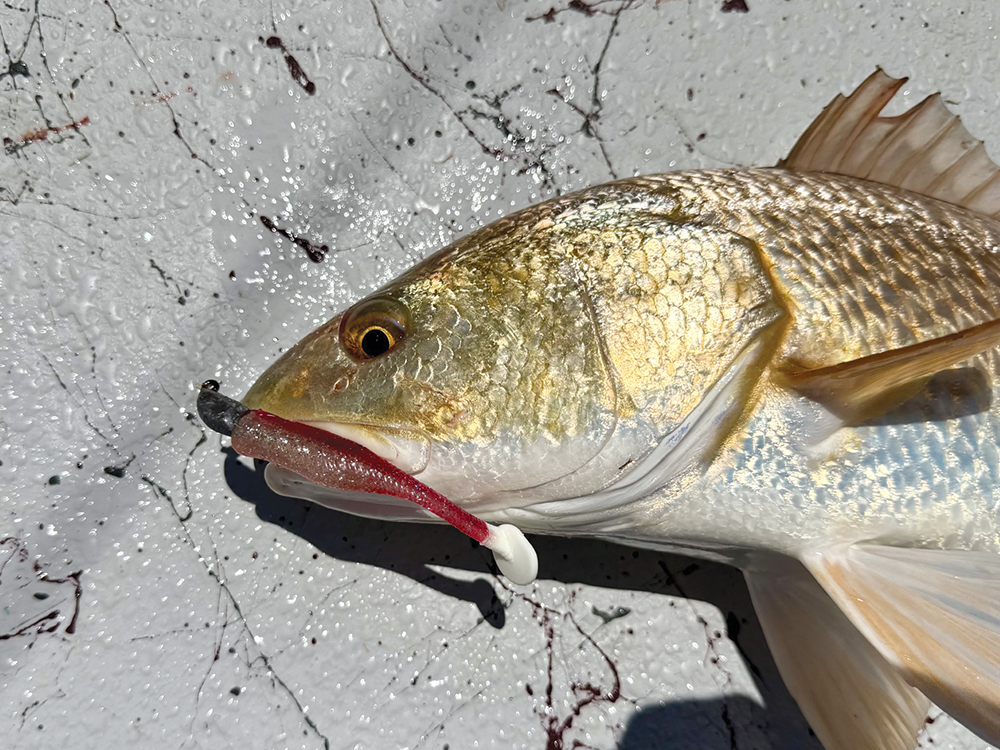 Our Bays Thrive on Freshwater Inflows