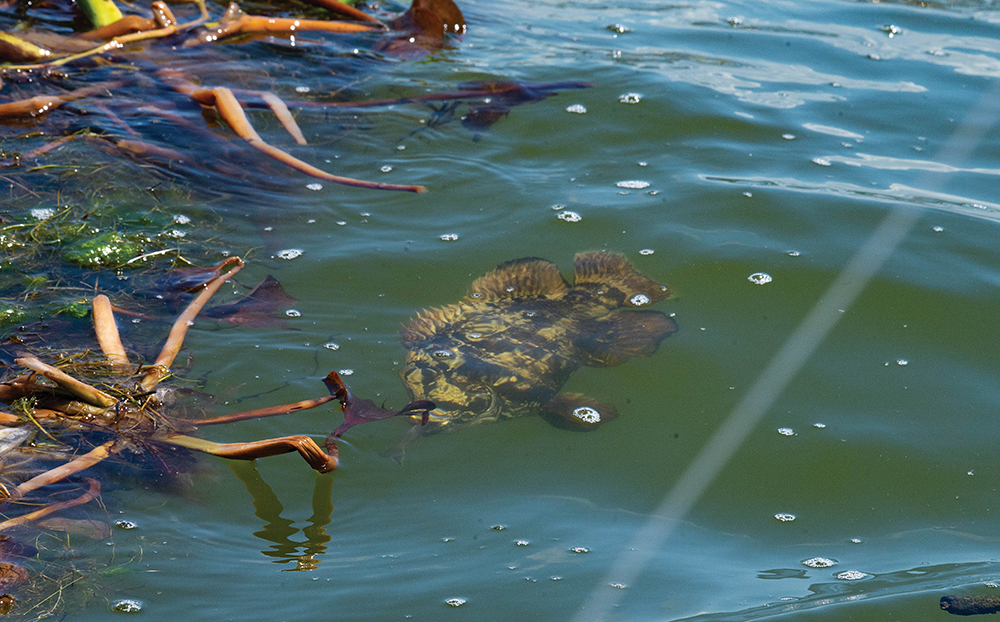 Summertime Tripletail