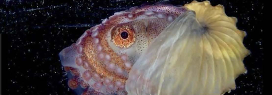 Octopuses Make Use of Other Creatures