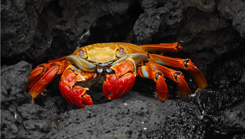 Why Crabs Scuttle Sideways