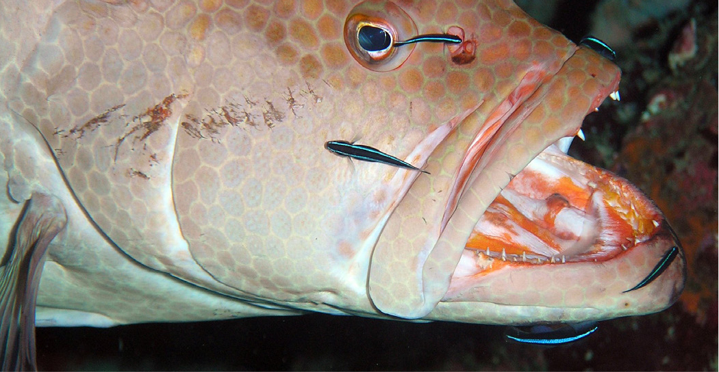 Dentists and Beauticians of the Sea