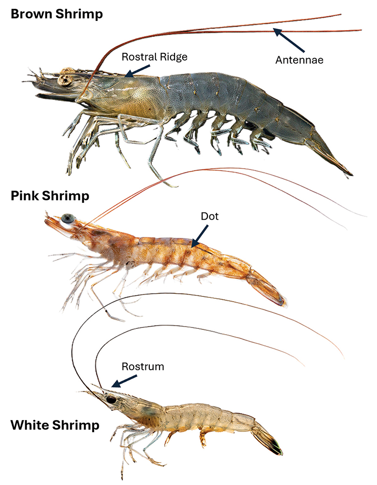 Spatial Distribution of Juvenile Penaeid Shrimp in the Mission-Aransas Estuary