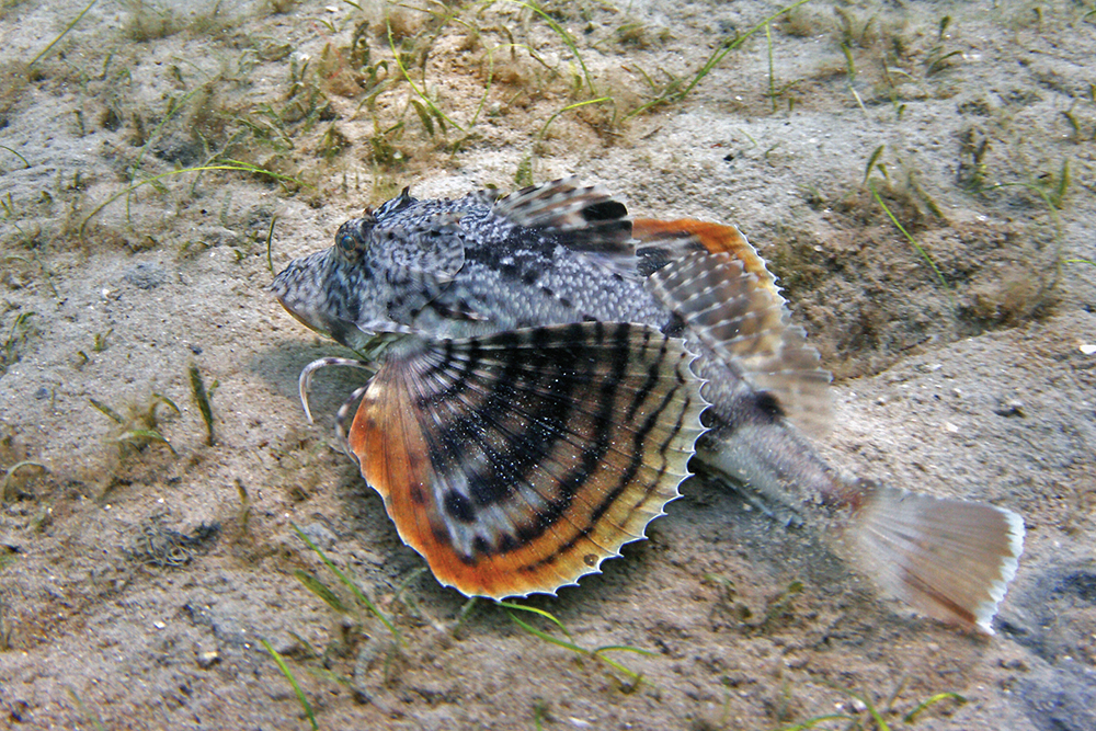 Sea Robins