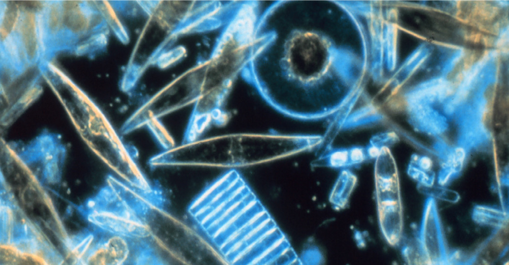 Mysterious Microscopic Skaters