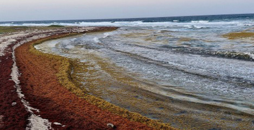 A Seaweed Surge Sweeping the Seas
