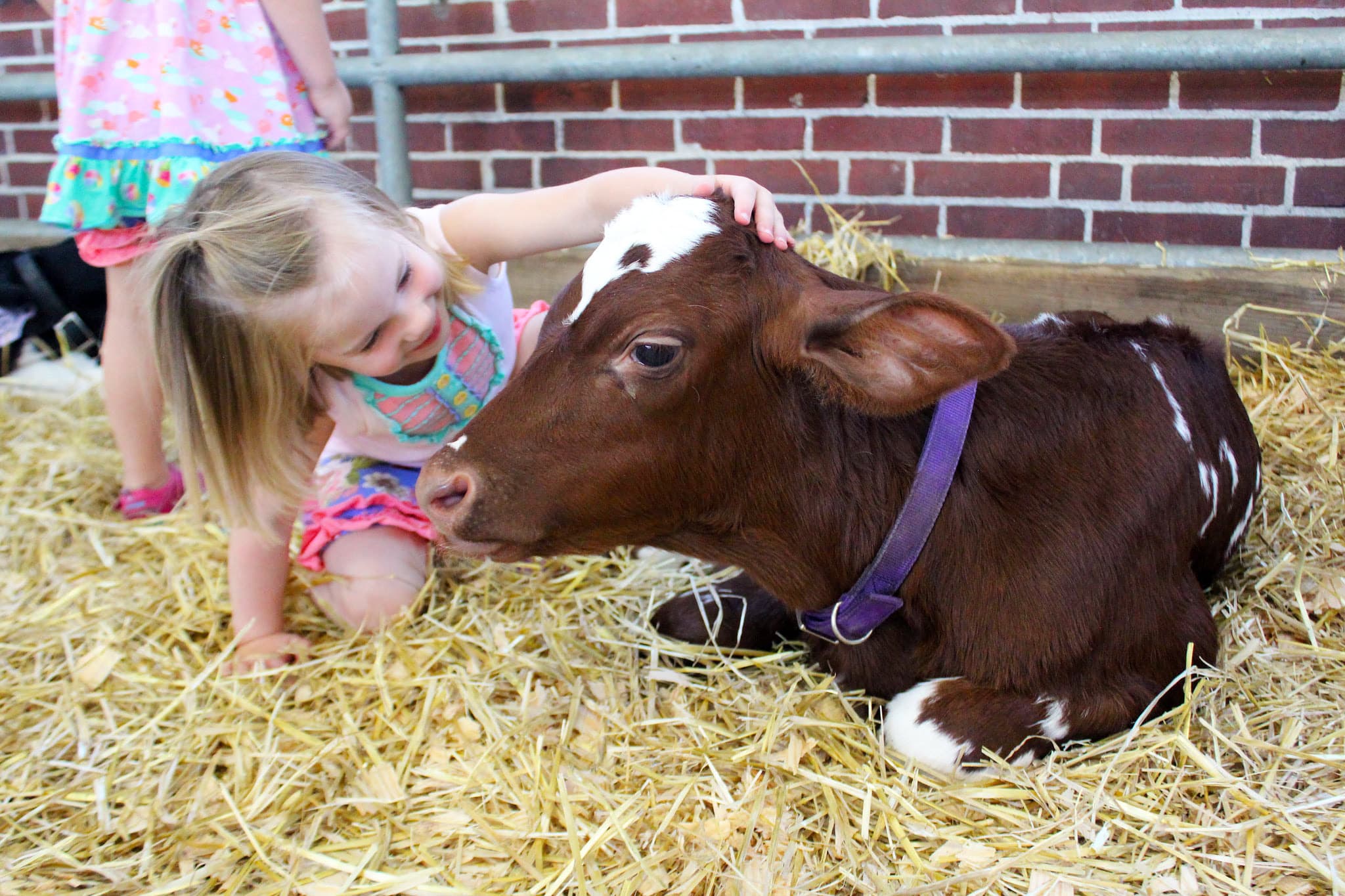 Dubois County Farm To Be Featured At 2023 Indiana State Fair Dubois County Farm To Be Featured At 2023 Indiana State Fair