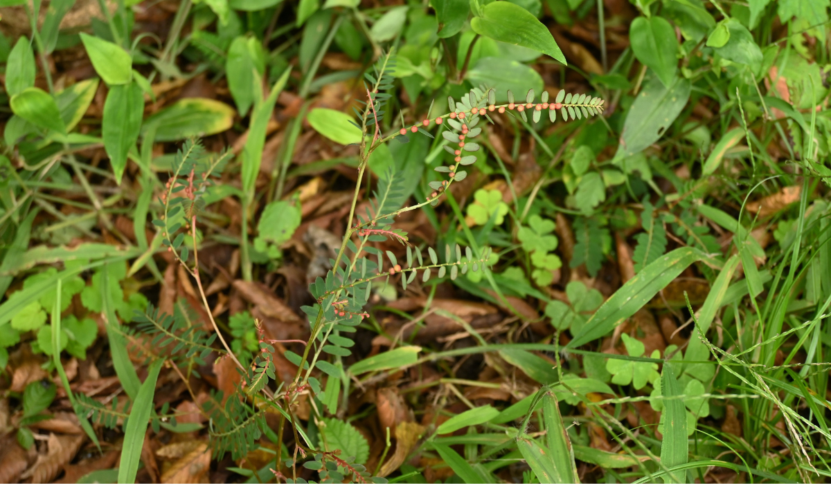 Late Summer Weed Control Chamberbitter