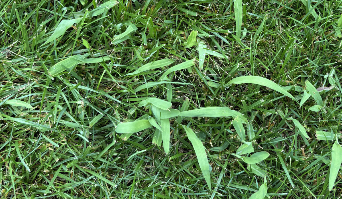 Late Summer Weed Control Mature Crabgrass