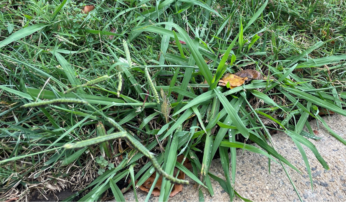 Late Summer Weed Control Dallisgrass
