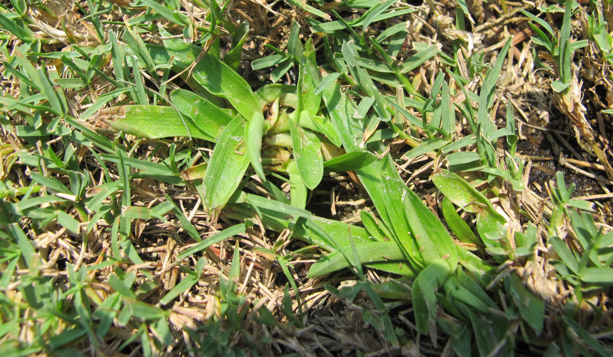 Late Summer Weed Control Doveweed