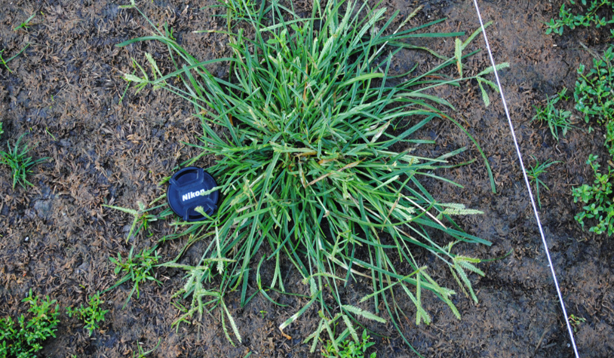 Late Summer Weed Control Goosegrass