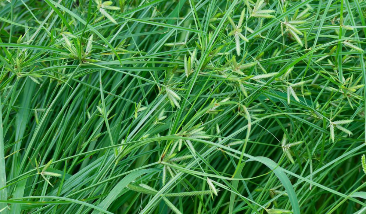 Late Summer Weed Control Sedges and Kylinga