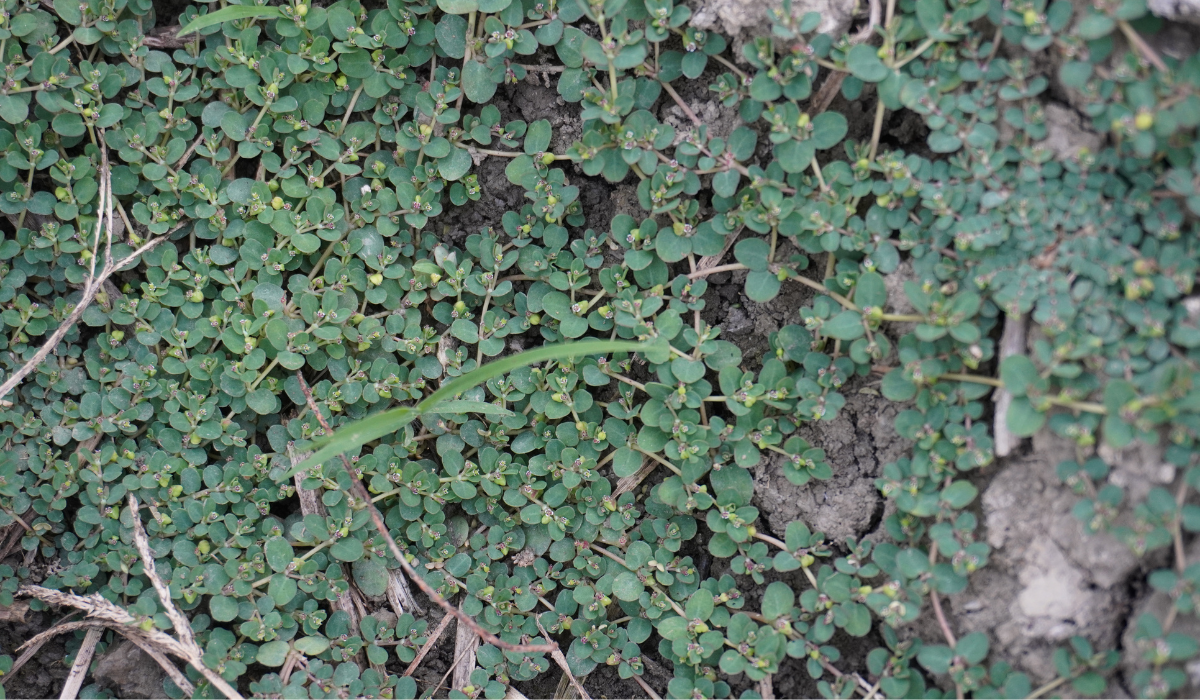Late Summer Weed Control Spotted Spurge