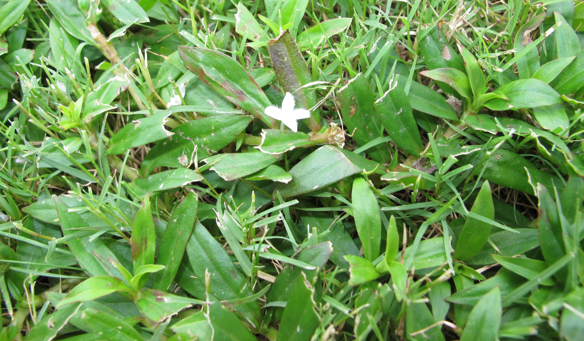 Late Summer Weed Control Virginia Buttonweed