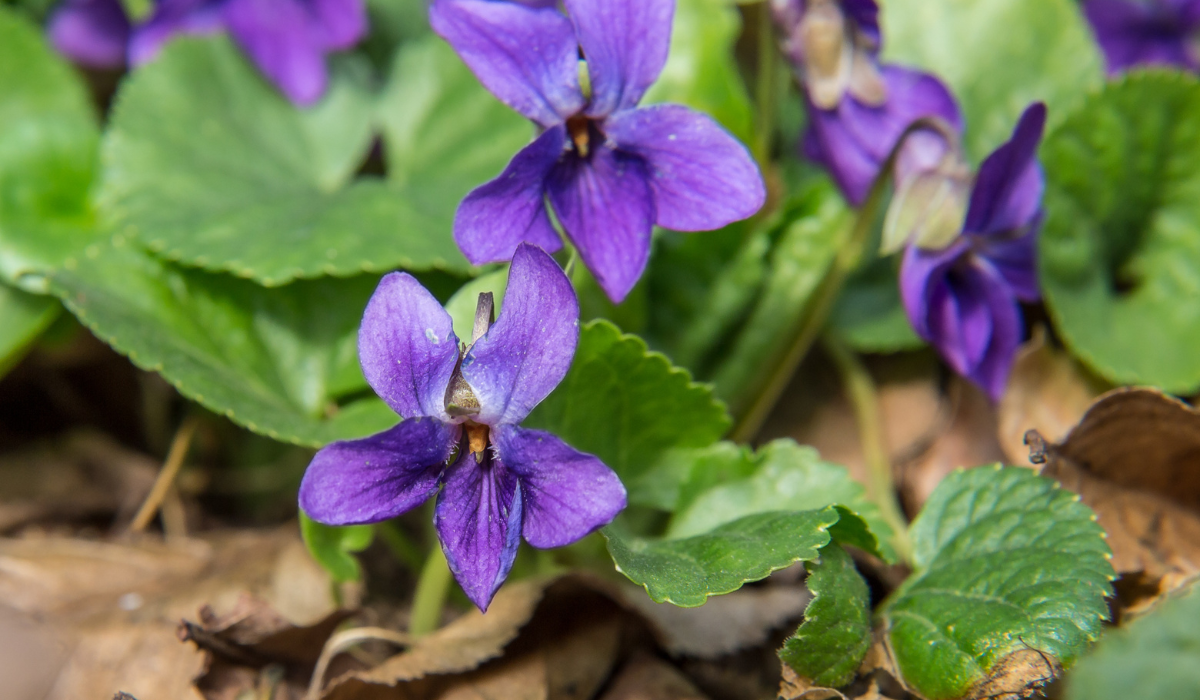 Late Summer Weed Control Wild Violet