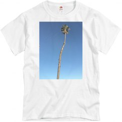 Palm tree