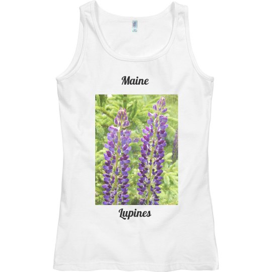 Maine Lupines