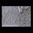 front swatch thumbnail