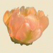 front swatch thumbnail