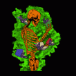 back thumbnail
