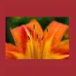 front swatch thumbnail