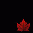 back thumbnail