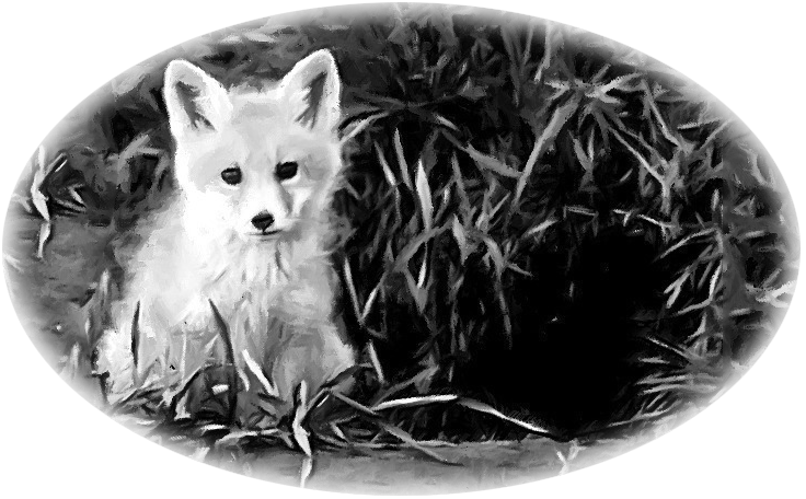 Discovery Den Online Store