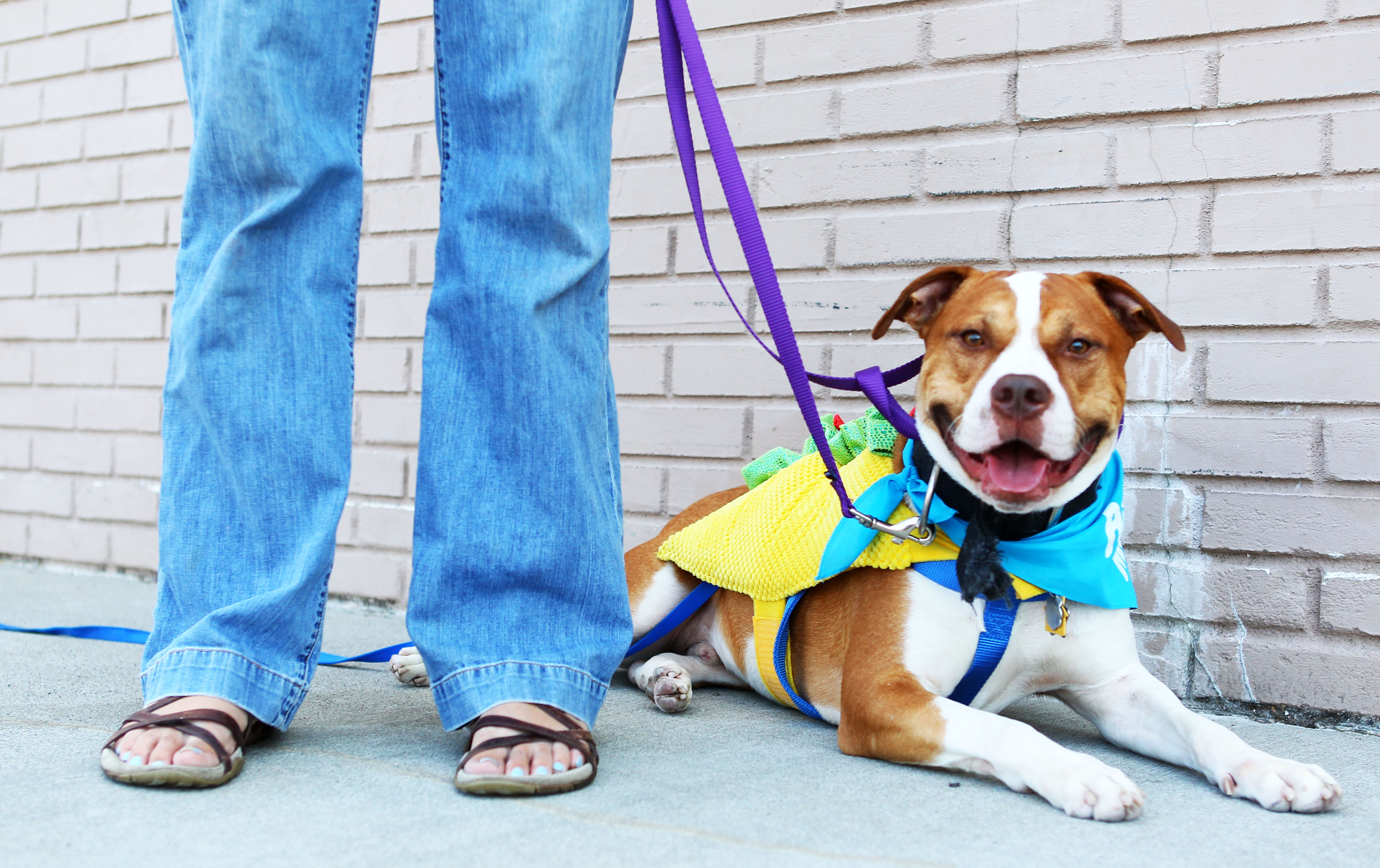 Twenty Paws Rescue
