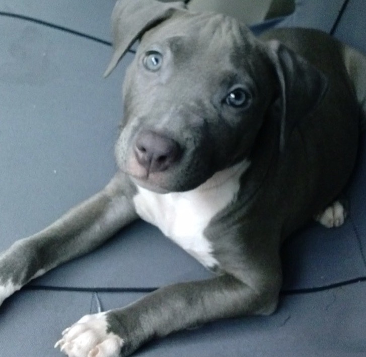 Pitbully love