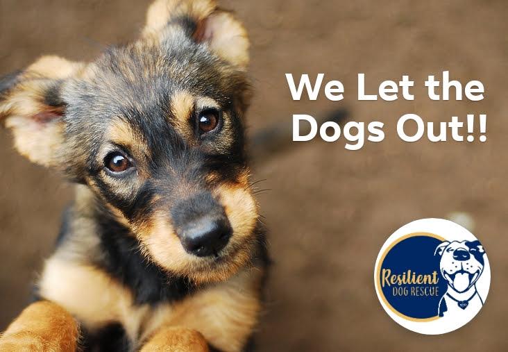 Resilient Dog Rescue