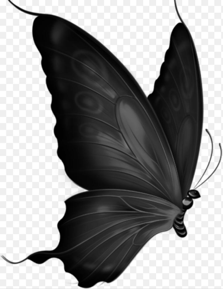 Black Butterfly 82