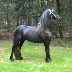 Aspen Ridge Custom Clothing