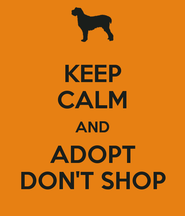 Casey's Canine Clothes