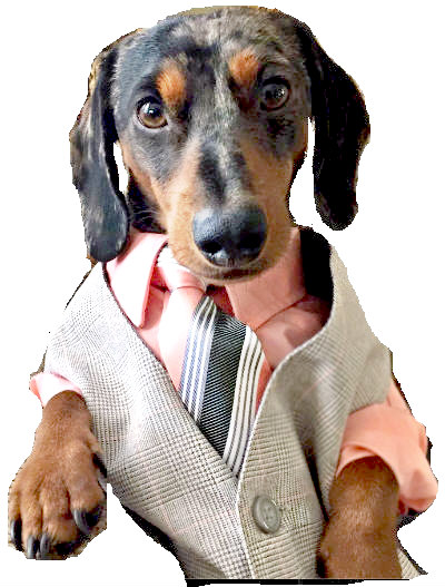 The Savvy Dachshunds