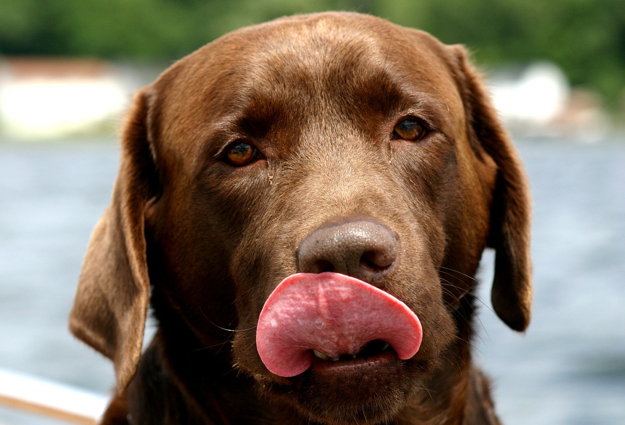 Labs R Us+