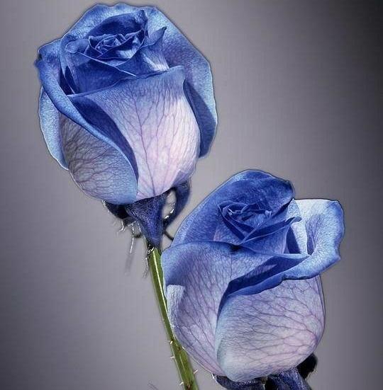 Rae's Random Designs